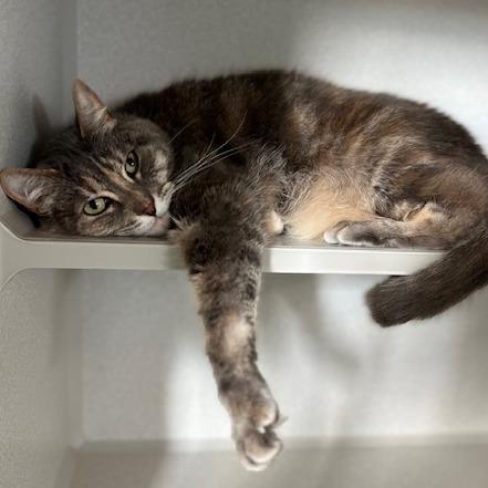 Phasma, a Adoptable Domestic Short Hair in Washougal, WA image 3/3