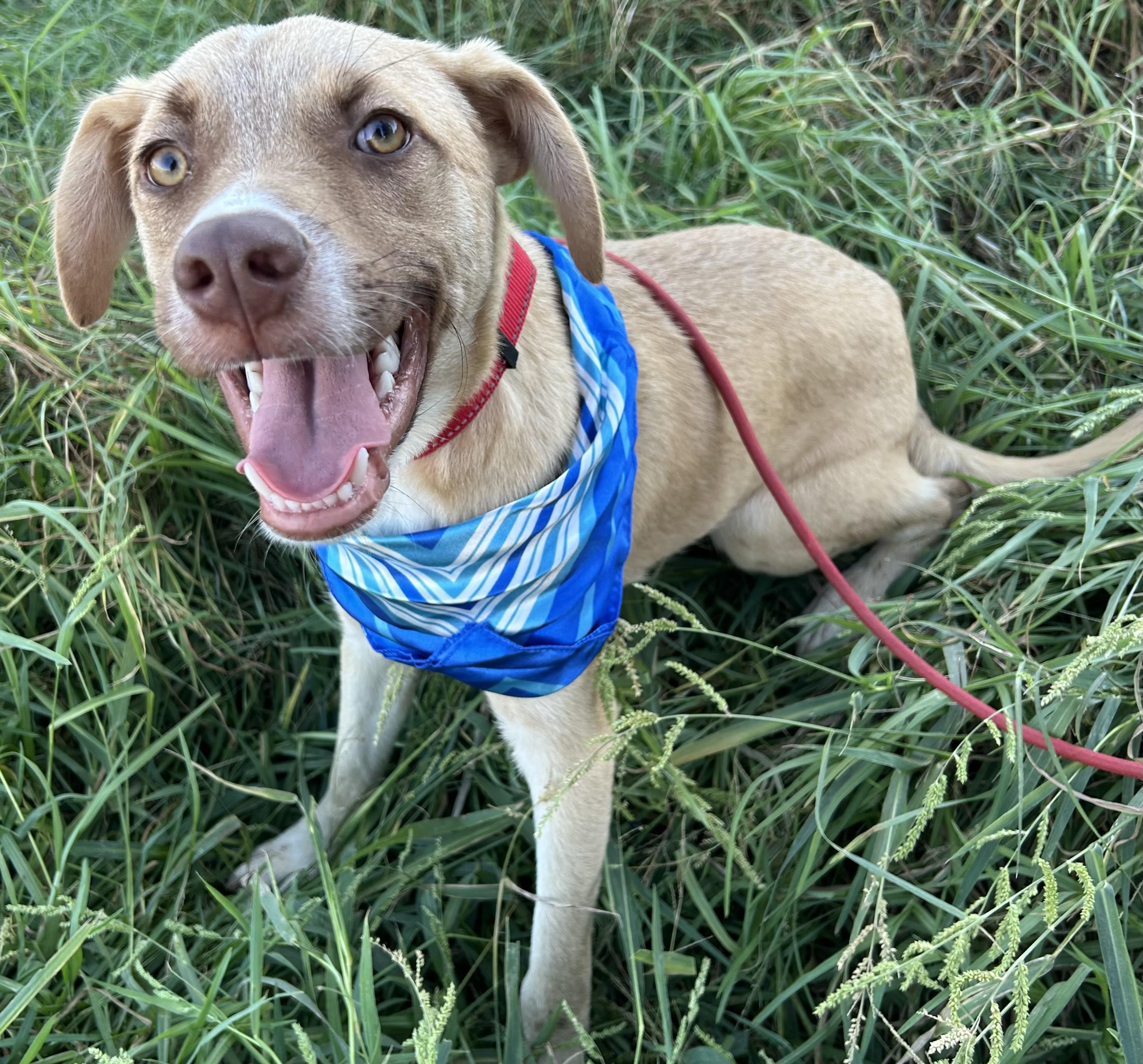 Enlarge MIKY, a Adoptable mixed breed in Bell Gardens, CA image 4/5