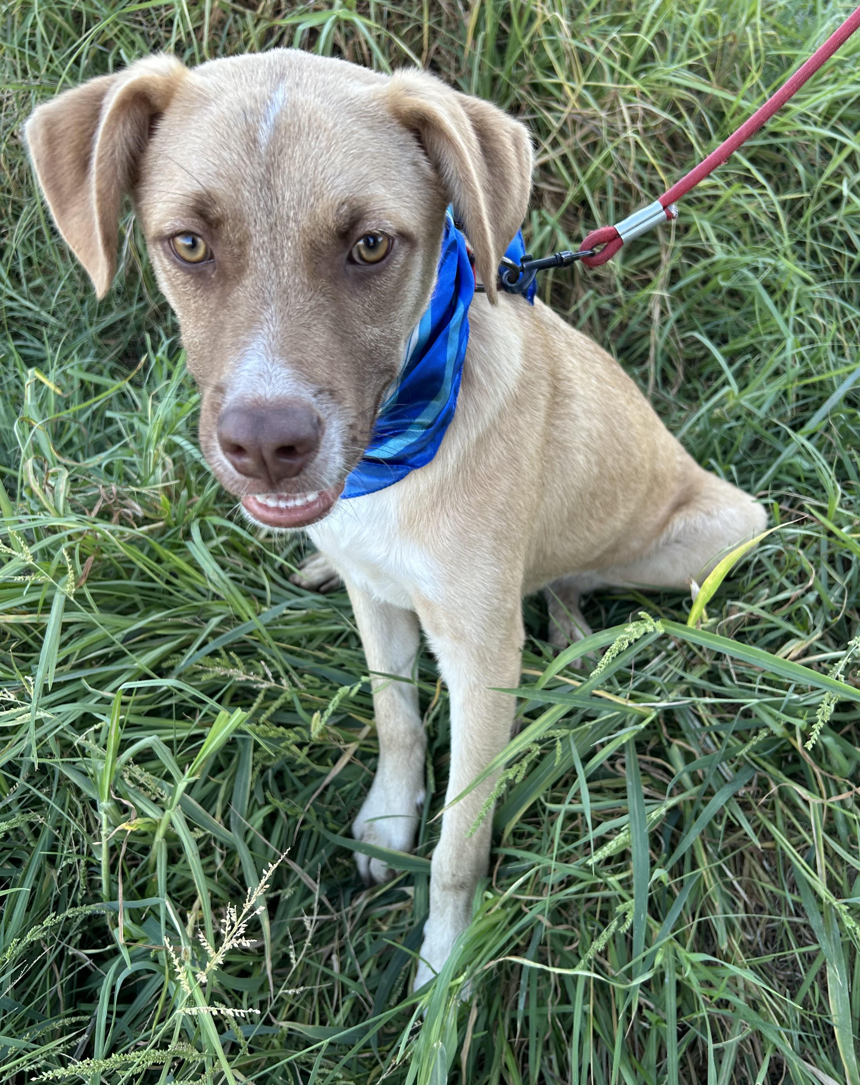 Enlarge MIKY, a Adoptable mixed breed in Bell Gardens, CA image 5/5