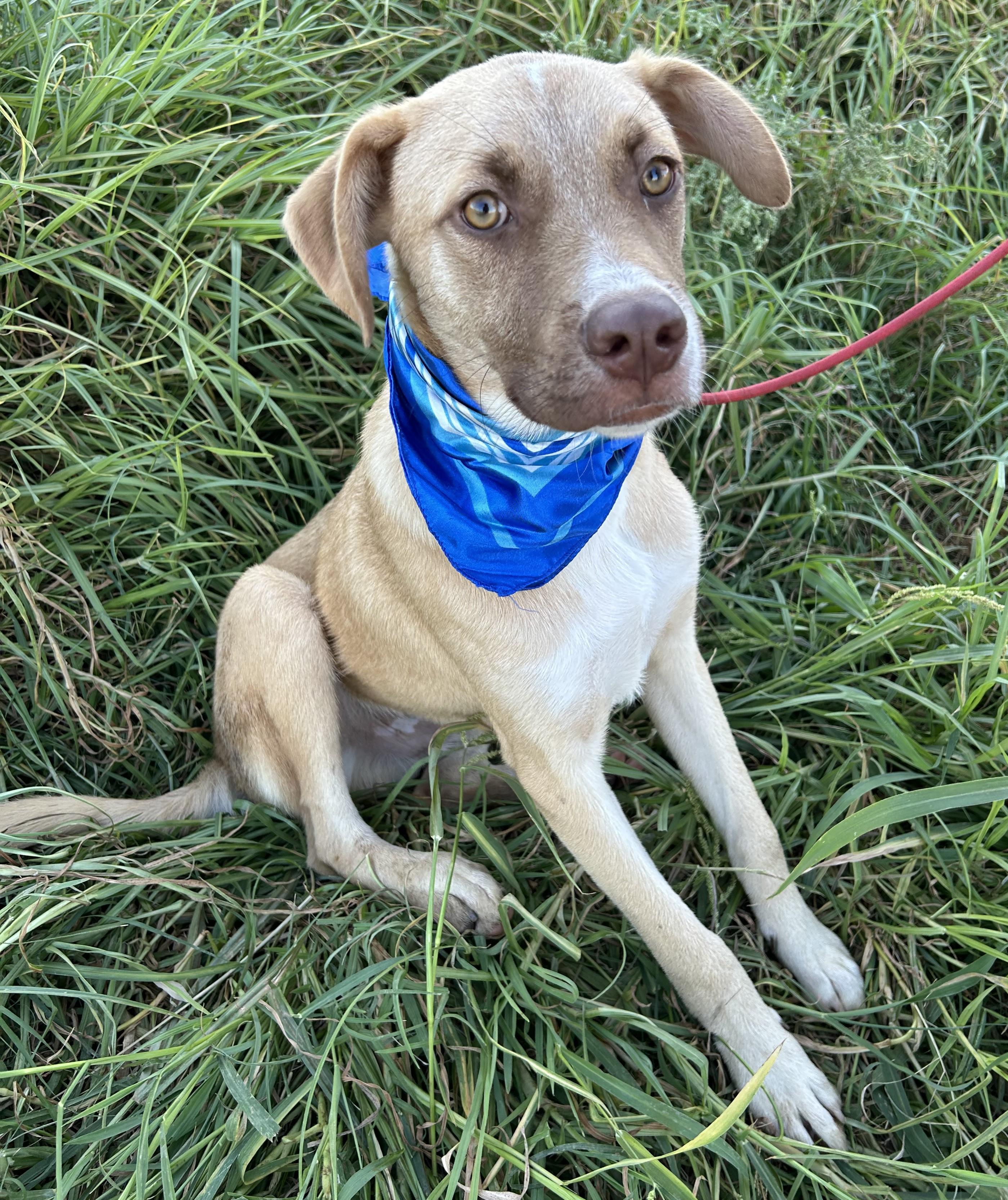 Enlarge MIKY, a Adoptable mixed breed in Bell Gardens, CA image 1/5