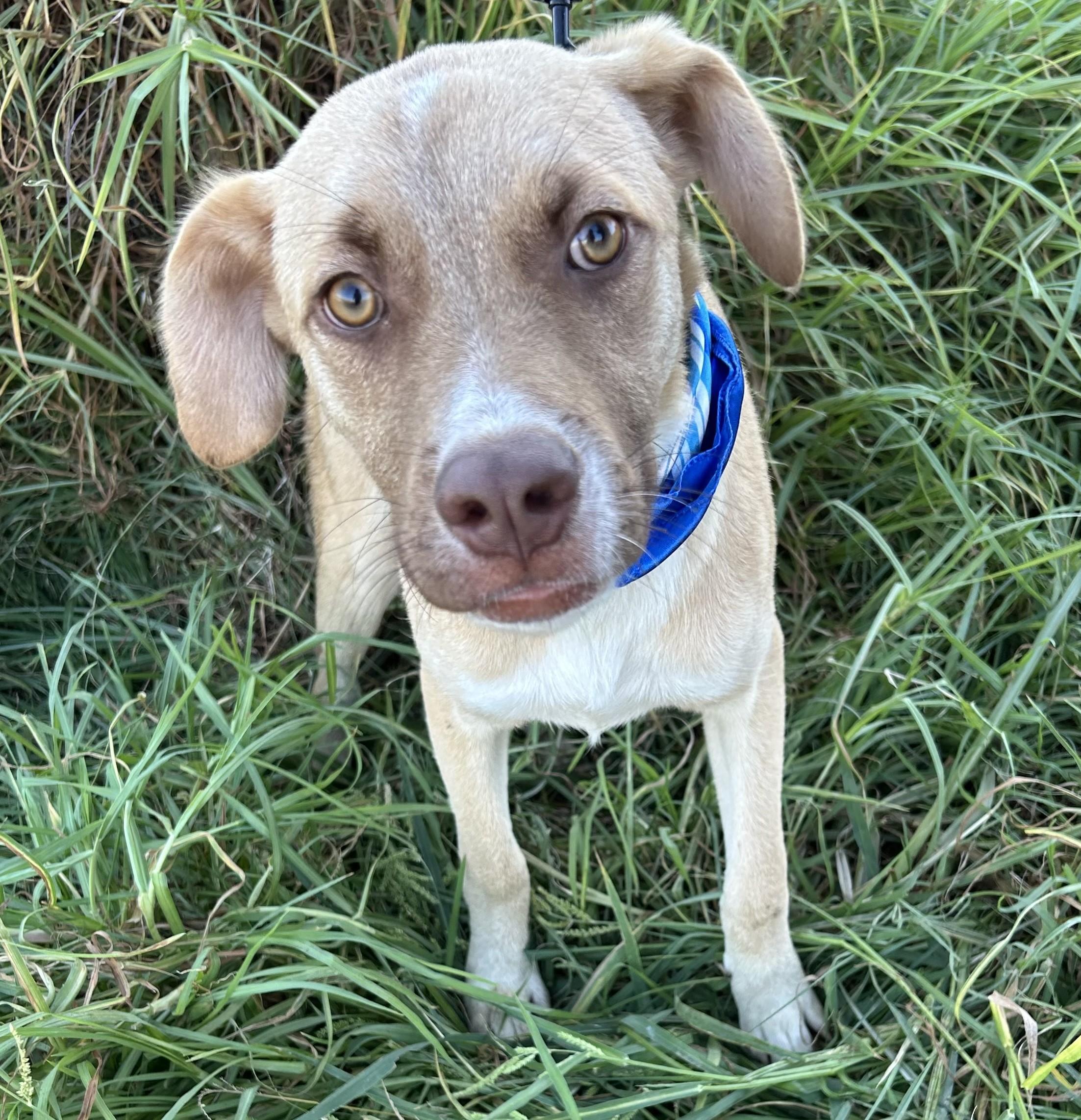 Enlarge MIKY, a Adoptable mixed breed in Bell Gardens, CA image 2/5