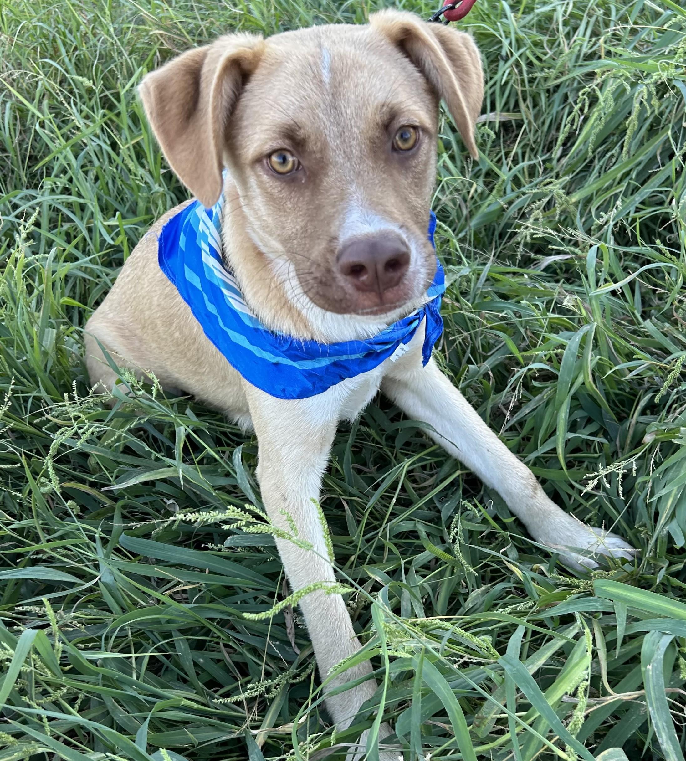 Enlarge MIKY, a Adoptable mixed breed in Bell Gardens, CA image 3/5