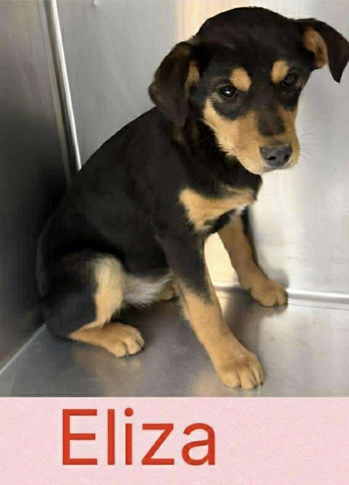 Eliza Jean, Adopted, Young Female Shepherd.