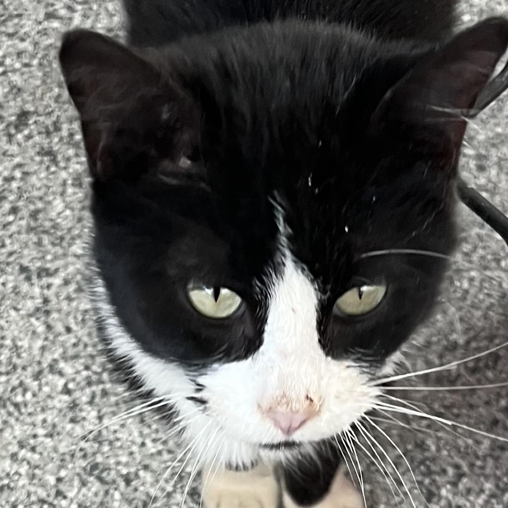 Enlarge CoCo, a Adoptable Domestic Short Hair in Monticello, IA image 3/6
