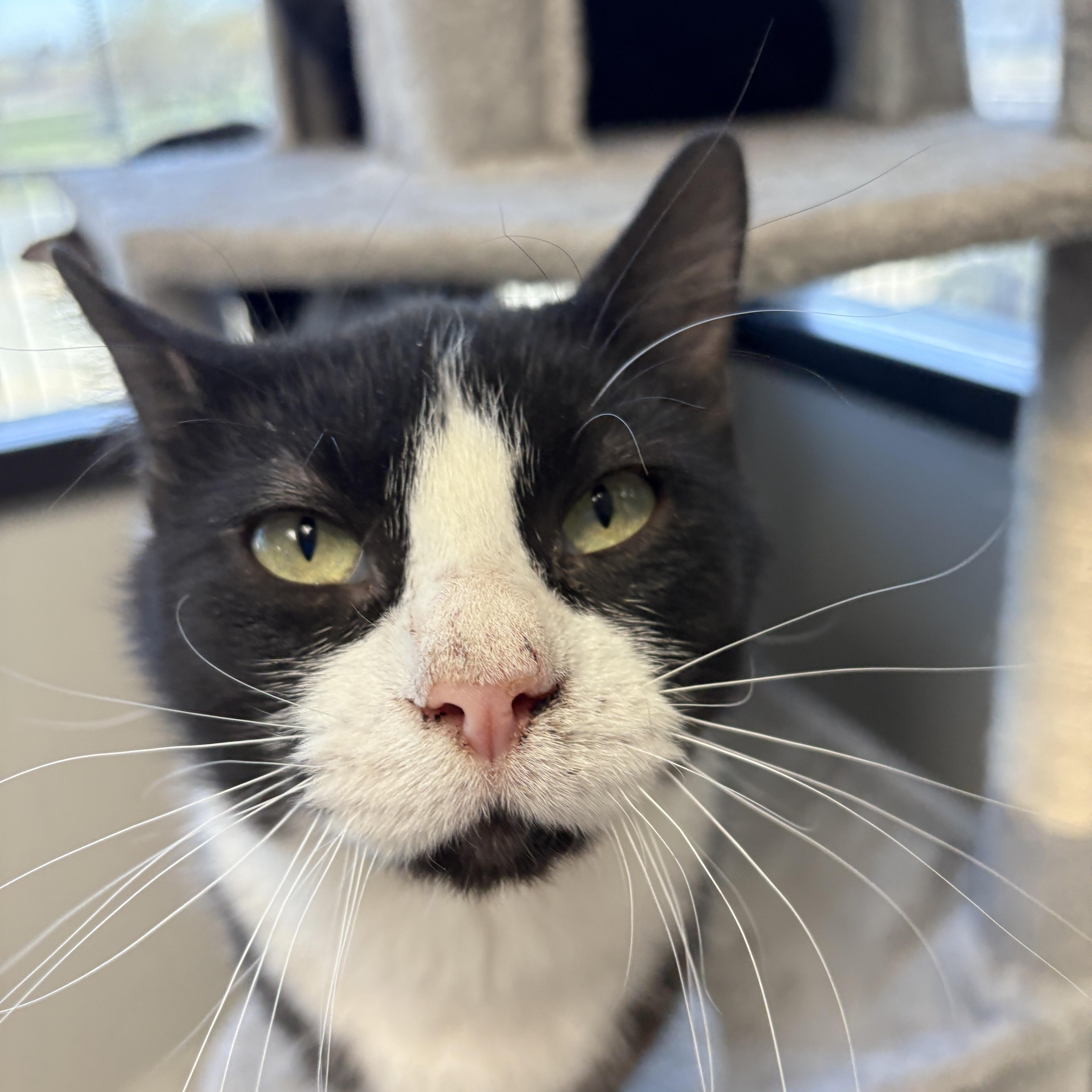 Enlarge CoCo, a Adoptable Domestic Short Hair in Monticello, IA image 1/6
