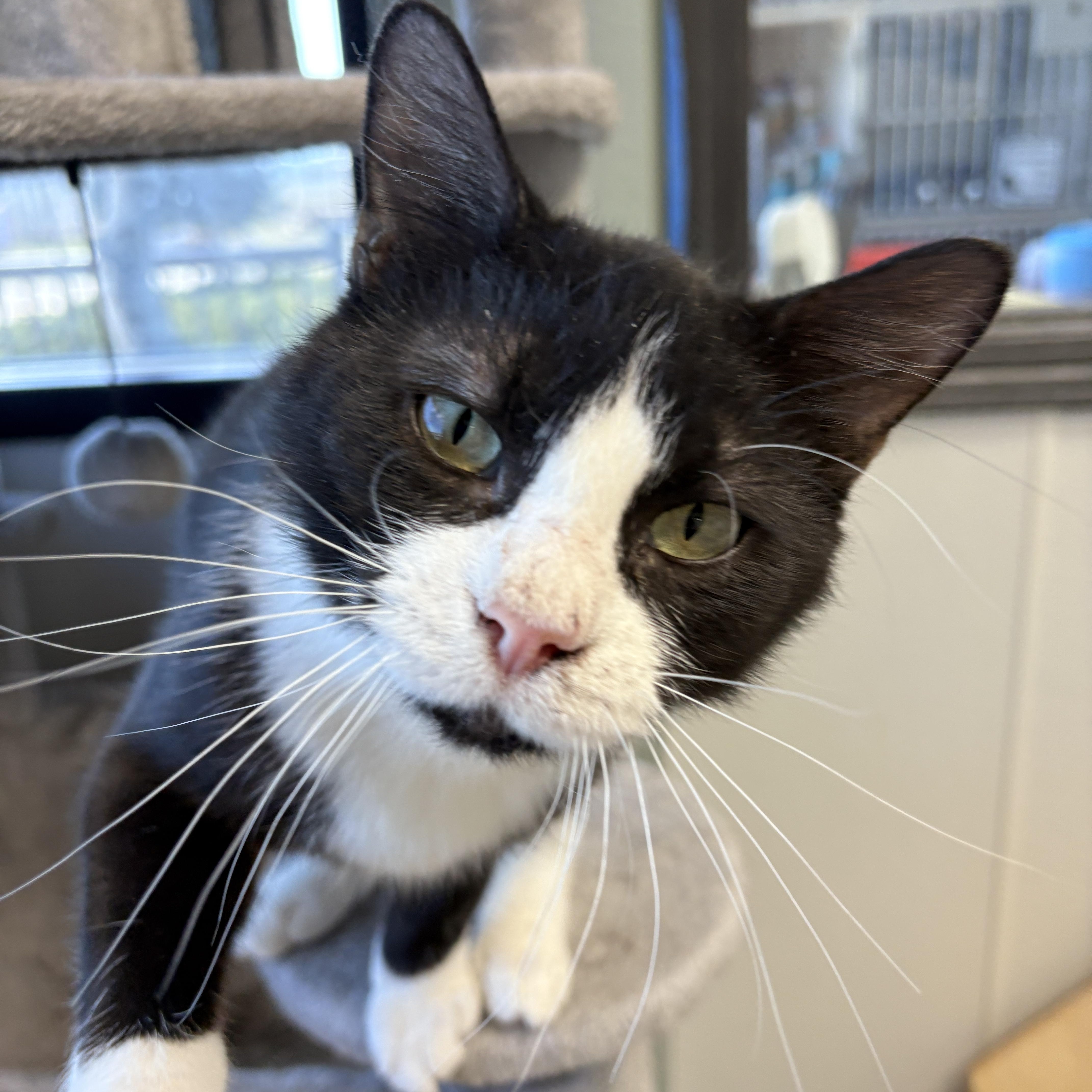 Enlarge CoCo, a Adoptable Domestic Short Hair in Monticello, IA image 5/6
