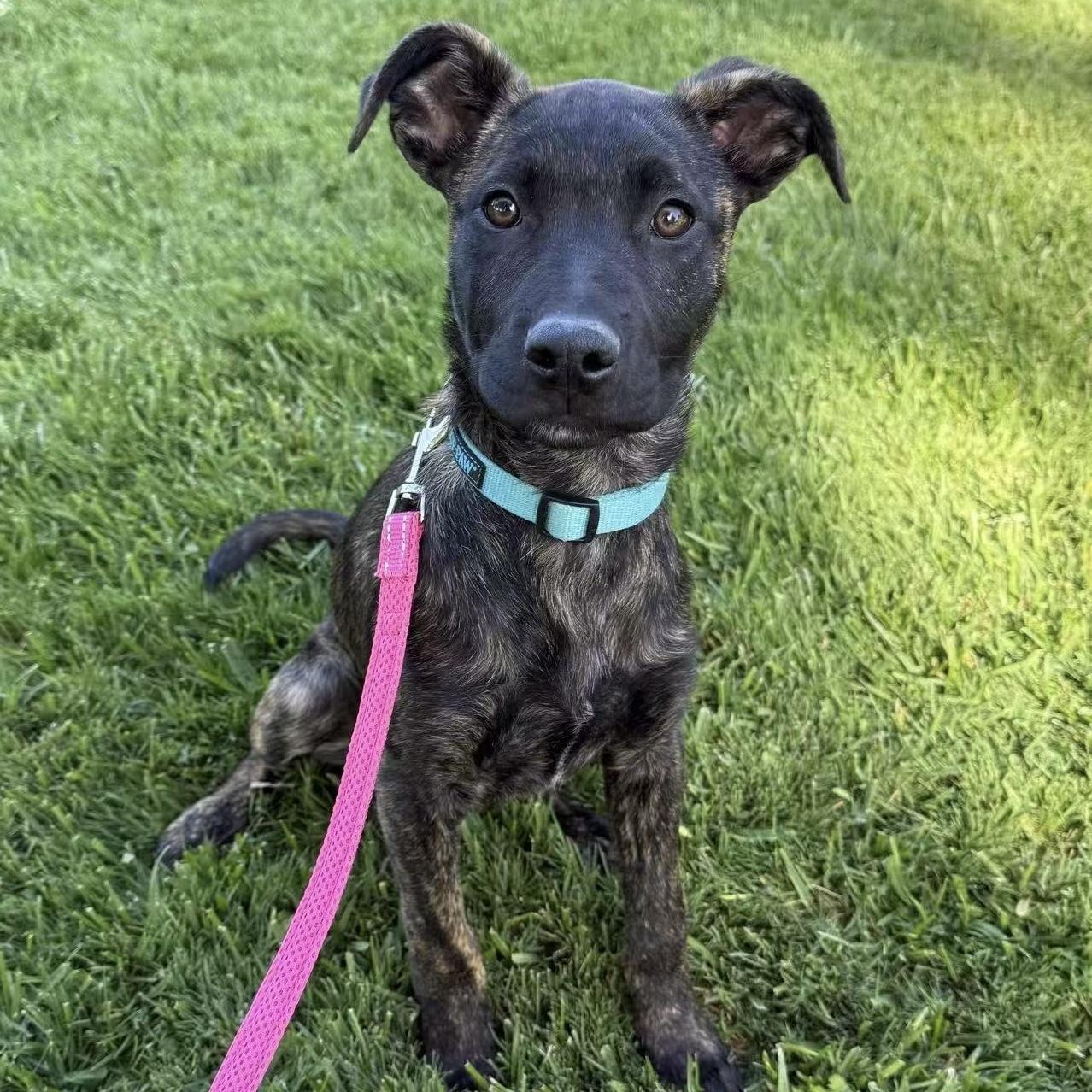 Hope, a ADOPTABLE mixed breed in Van Nuys, CA image 4/4