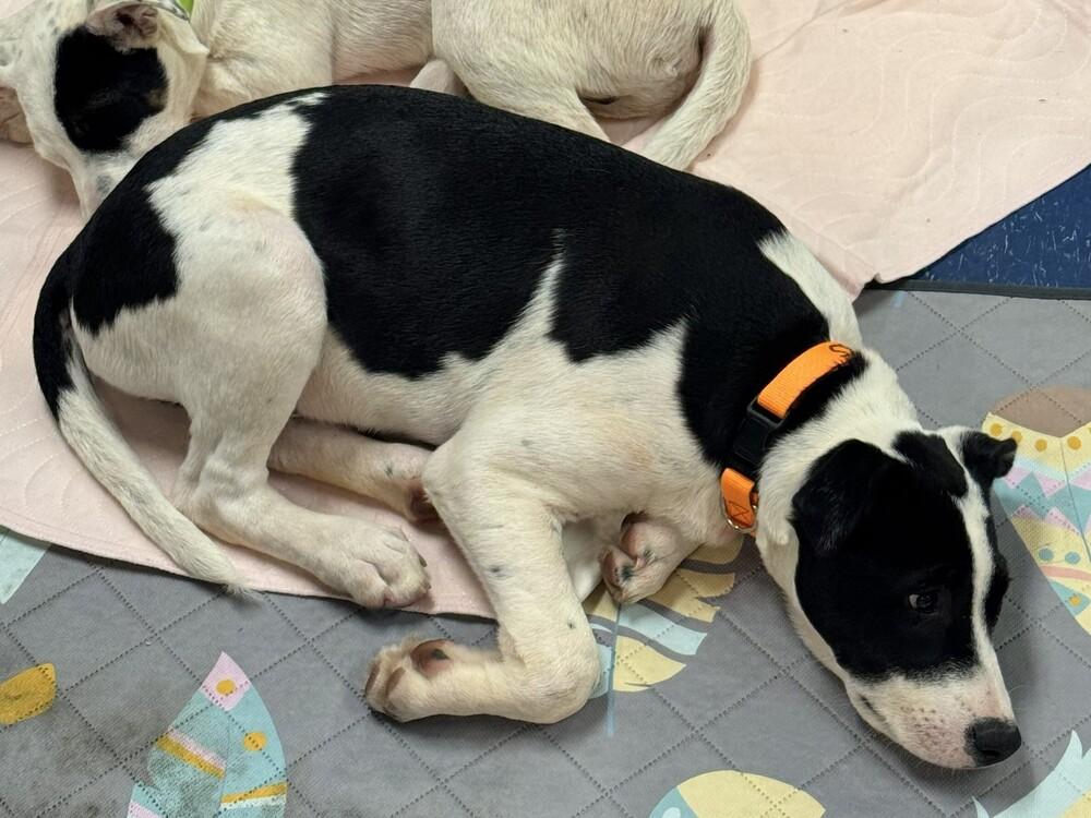 Checkers, Adoptable, Puppy Male Labrador Retriever & Boxer.