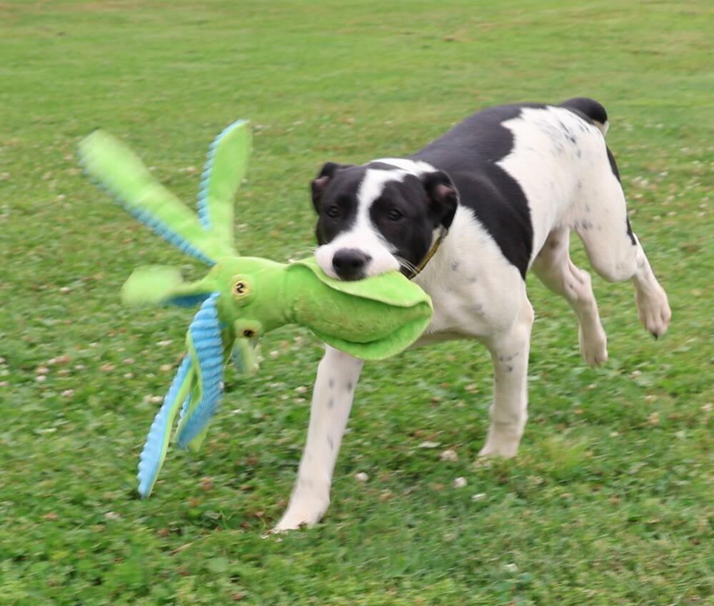 Checkers, Adoptable, Puppy Male Labrador Retriever & Boxer.
