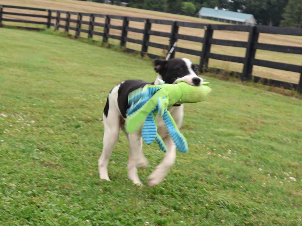 Enlarge Checkers, a Adoptable mixed breed in Hartwell, GA image 3/5