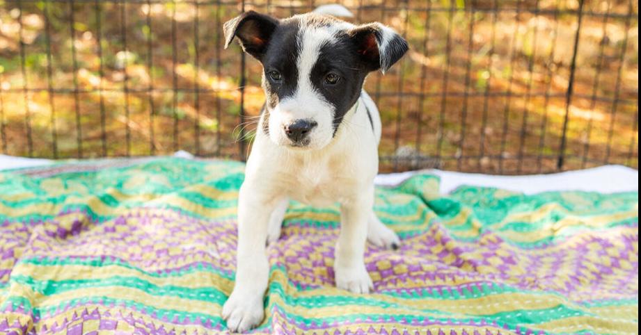Enlarge Checkers, a Adoptable mixed breed in Hartwell, GA image 1/1