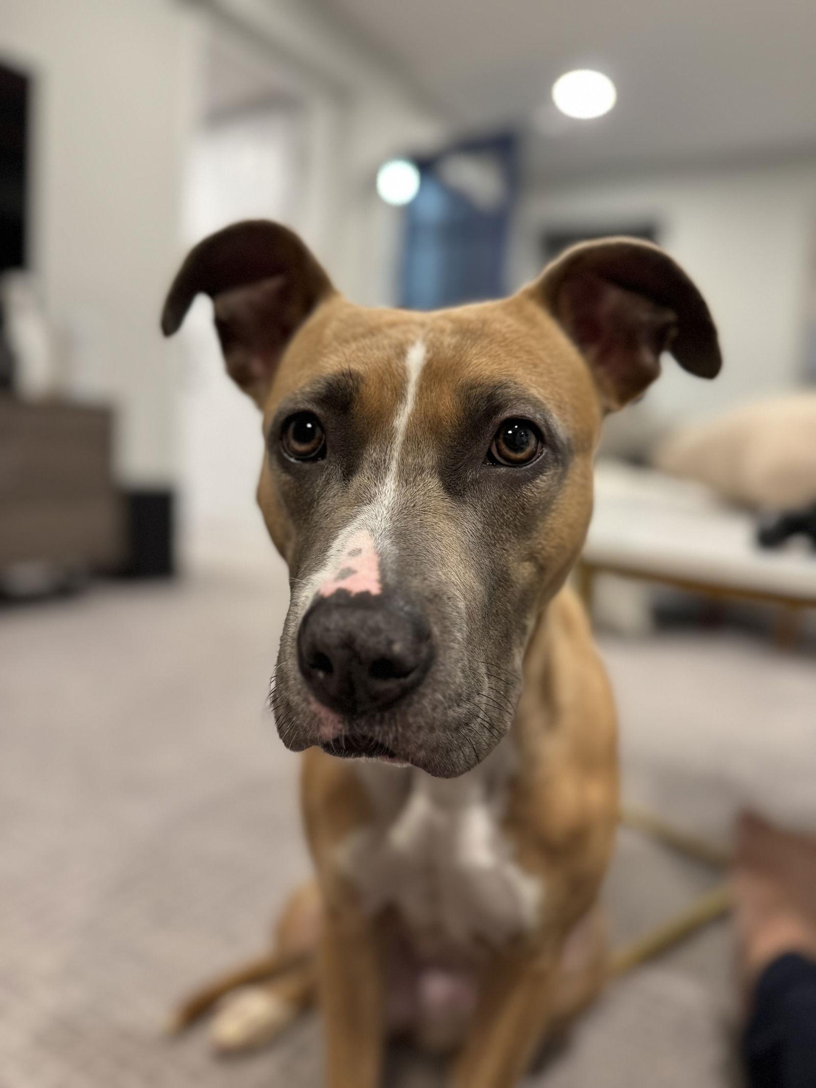 Luna — thumbnail 2