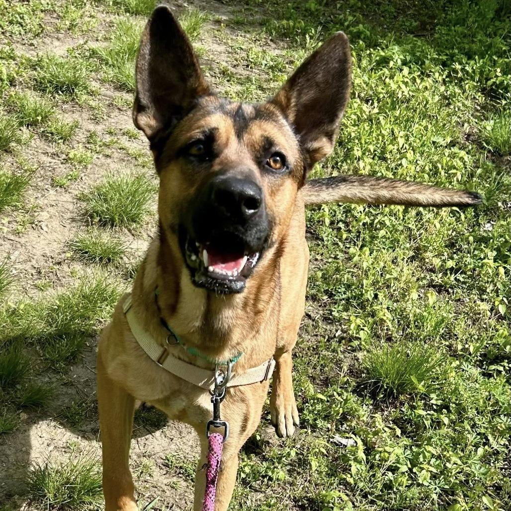 Archie, Adoptable, Adult Male Shepherd & Mixed Breed.