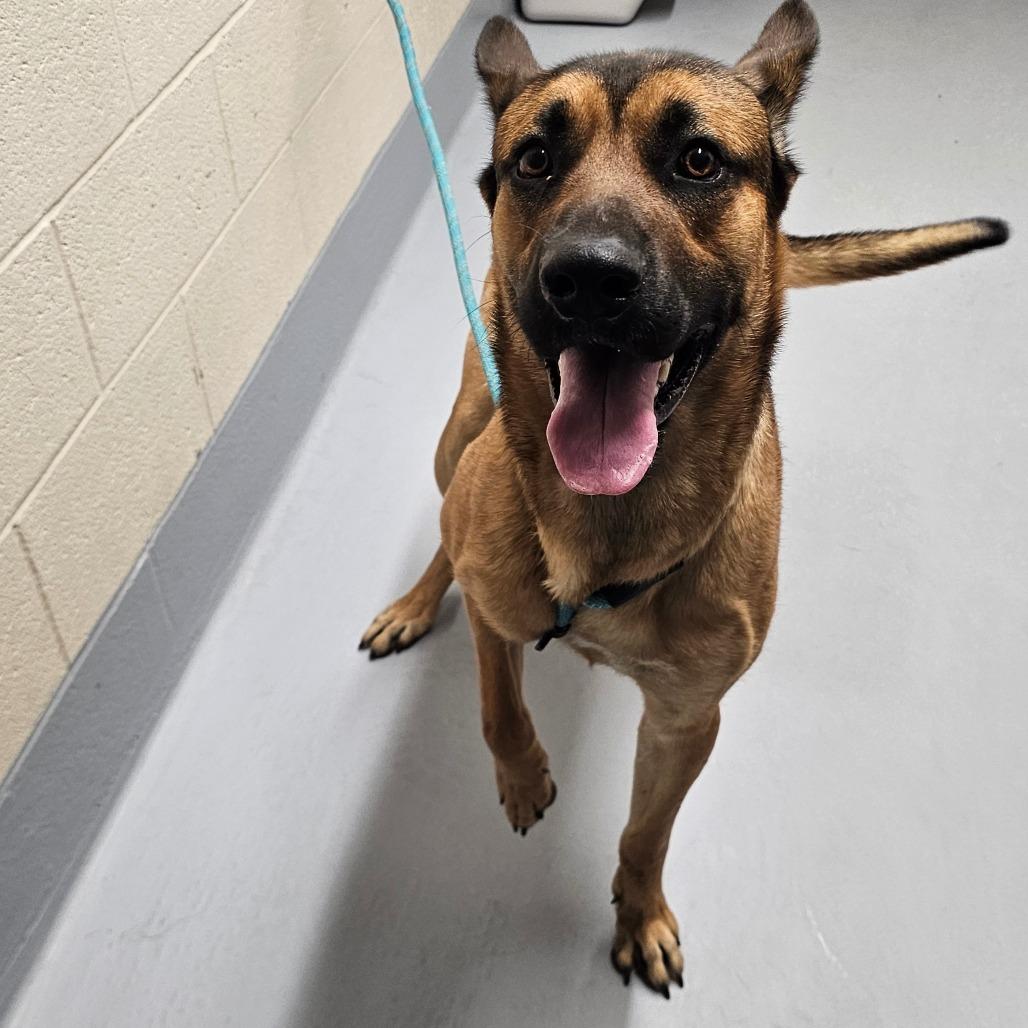 Enlarge Archie, a Adoptable mixed breed in Concord, NC image 1/2