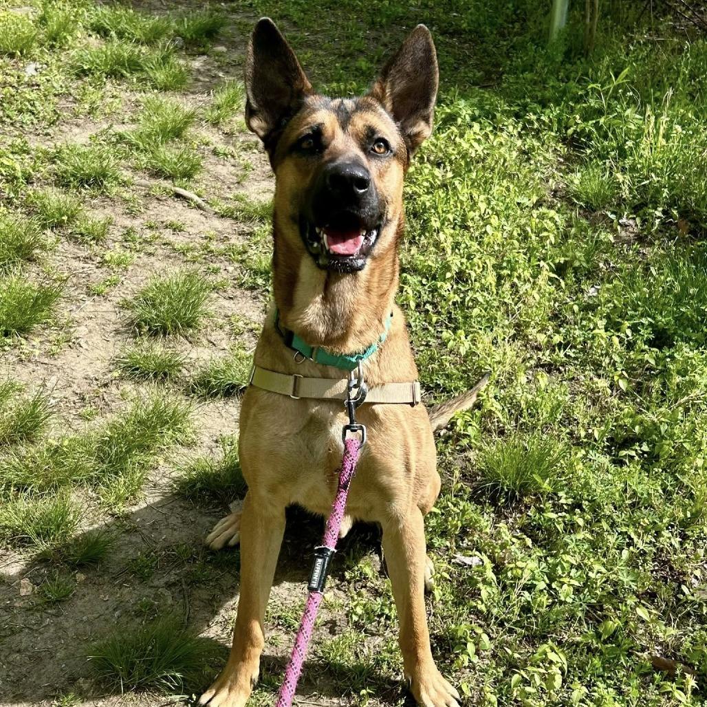 Enlarge Archie, a Adoptable mixed breed in Concord, NC image 3/6