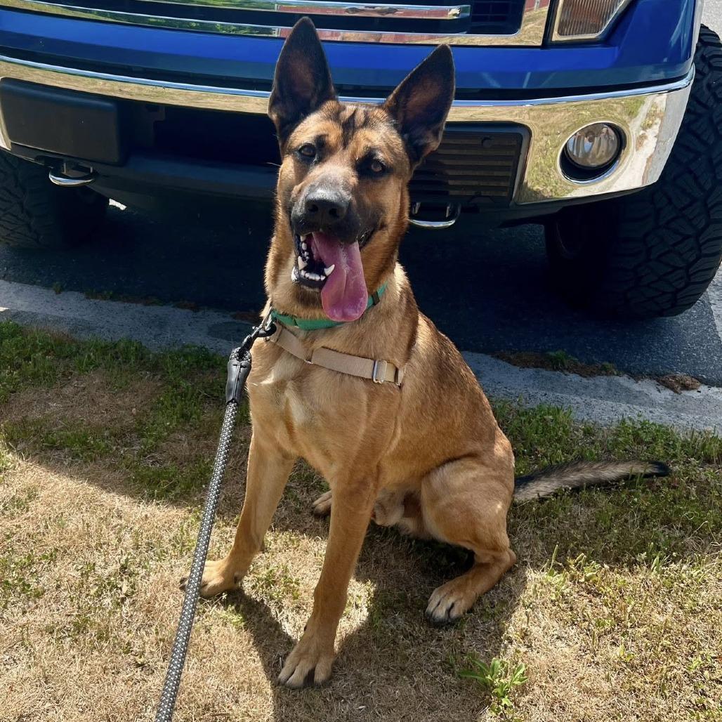 Enlarge Archie, a Adoptable mixed breed in Concord, NC image 4/6