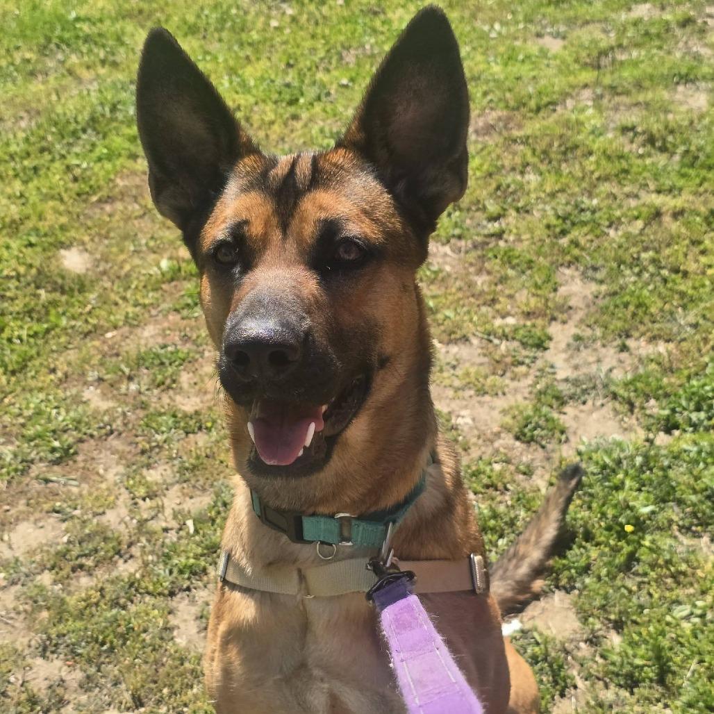 Enlarge Archie, a Adoptable mixed breed in Concord, NC image 6/6
