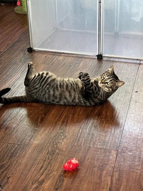 Ace, Adoptable, Young Male Domestic Short Hair.