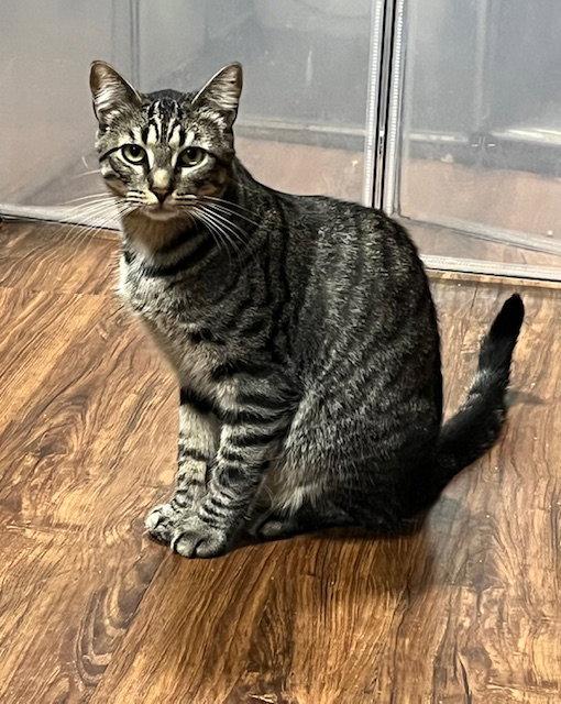 Enlarge Ace, a Adoptable Domestic Short Hair in Burlington, WA image 2/3