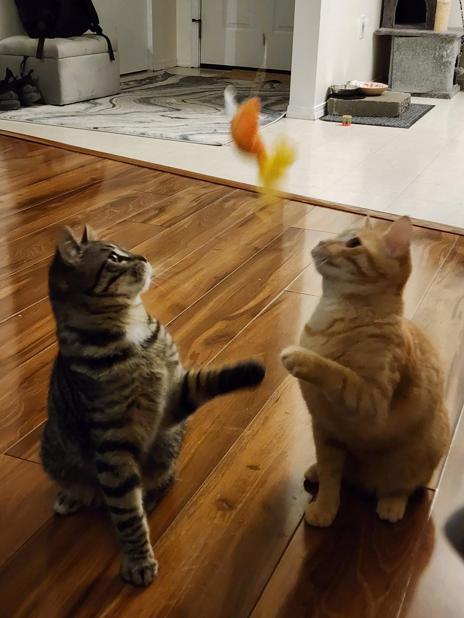 Enlarge Ace, a Adoptable Domestic Short Hair in Burlington, WA image 1/3