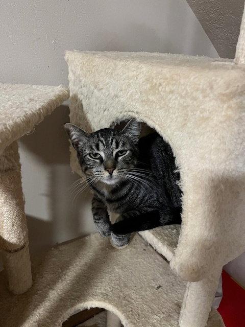 Enlarge Ace, a Adoptable Domestic Short Hair in Burlington, WA image 3/3