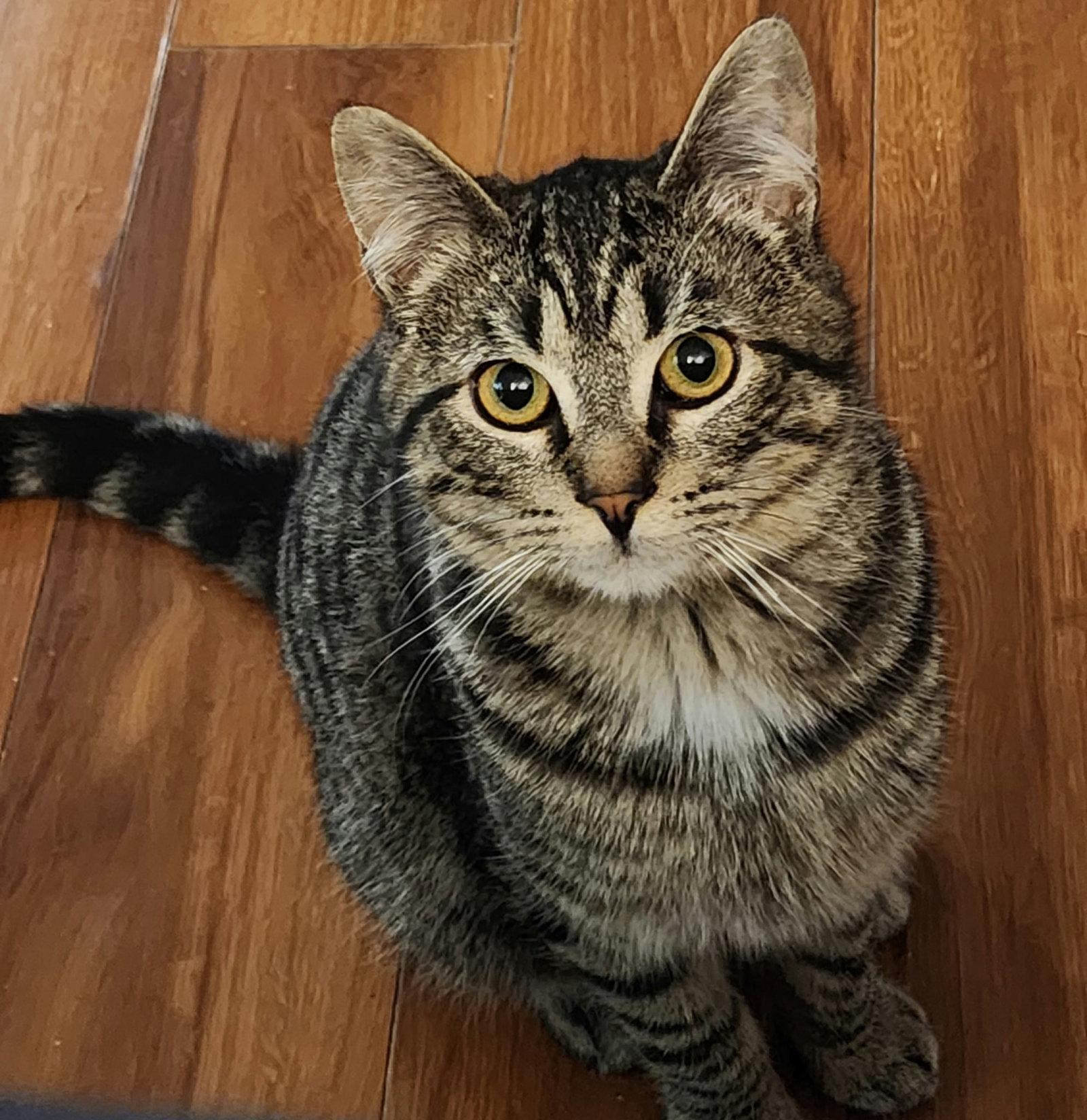 Enlarge Ace, a Adoptable Domestic Short Hair in Burlington, WA image 3/3