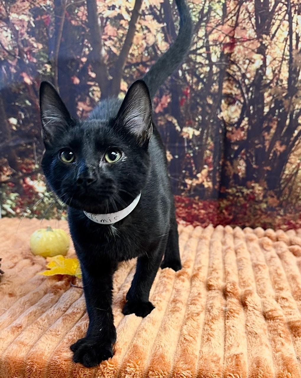 Enlarge Vladimir, a Adopted Domestic Short Hair in Galesburg, IL image 1/1