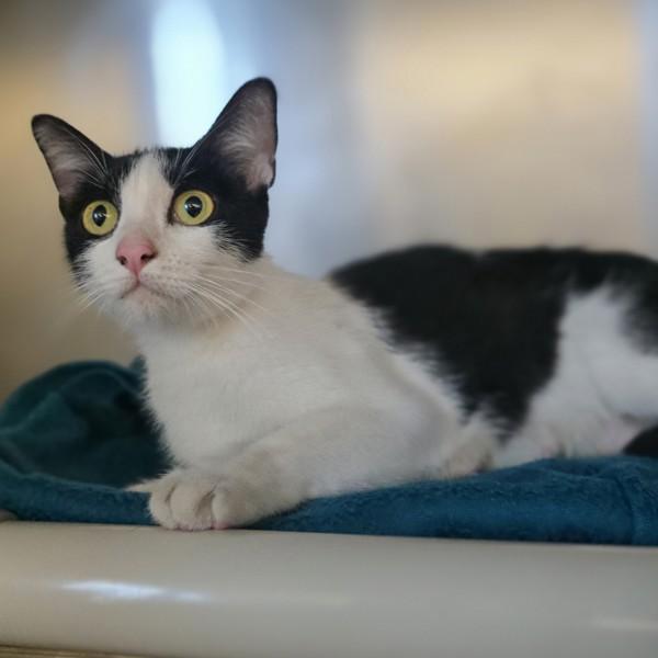 Enlarge Elm, a Adoptable mixed breed in Oakland, CA image 1/1