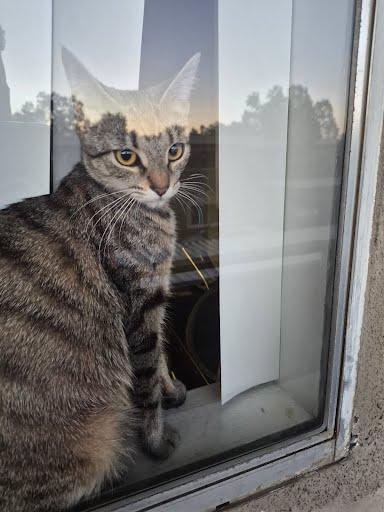 Juno, a ADOPTABLE Domestic Short Hair in Elk Grove, CA image 2/3