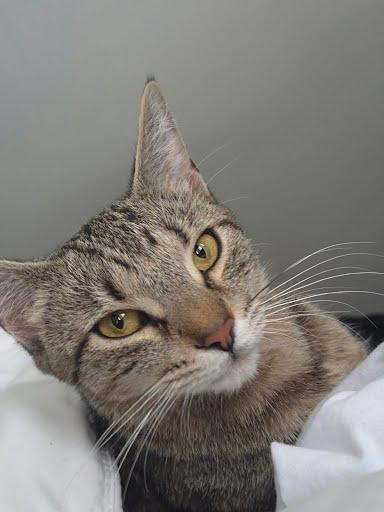 Juno, ADOPTABLE, Young Female Domestic Short Hair.