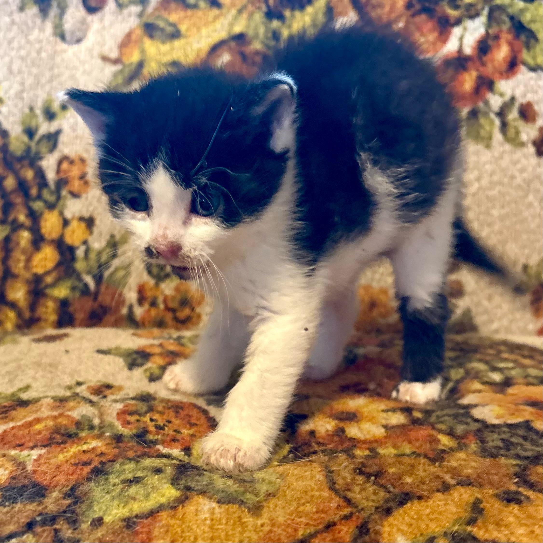 Enlarge Screaming, a Adoptable Domestic Short Hair in Akron, OH image 1/1