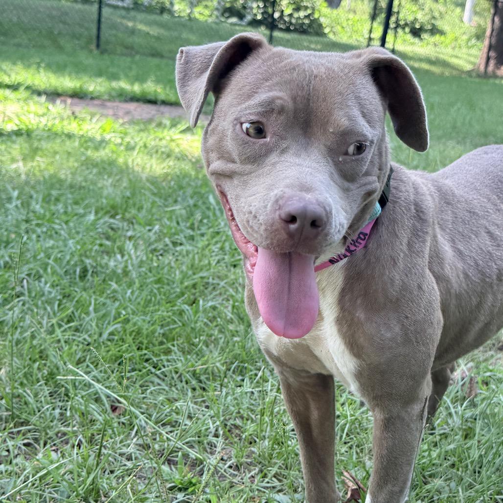 Nakita, Adoptable, Adult Female Mixed Breed.