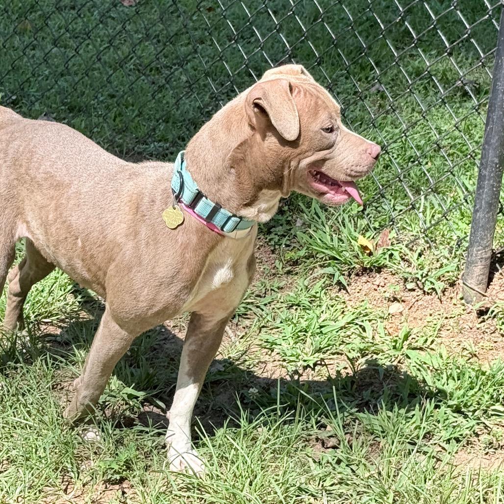 Enlarge Nakita, a Adoptable Mixed Breed in Auburn, AL image 2/6