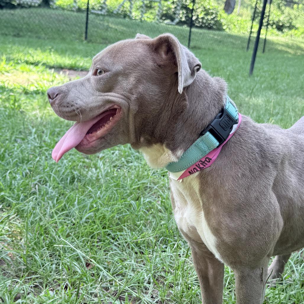 Enlarge Nakita, a Adoptable Mixed Breed in Auburn, AL image 3/6