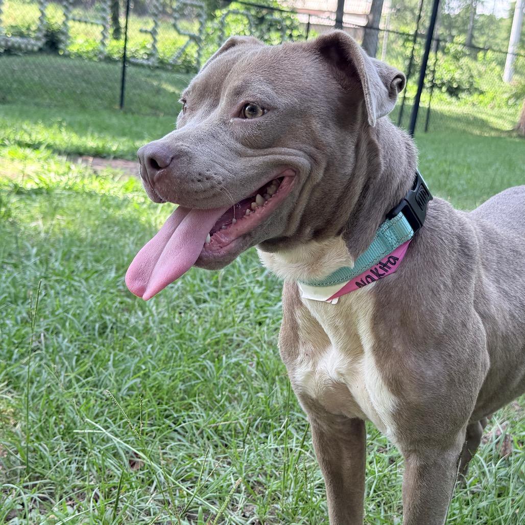 Enlarge Nakita, a Adoptable Mixed Breed in Auburn, AL image 4/6