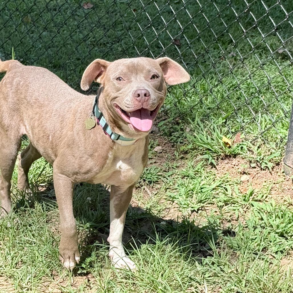 Enlarge Nakita, a Adoptable Mixed Breed in Auburn, AL image 6/6