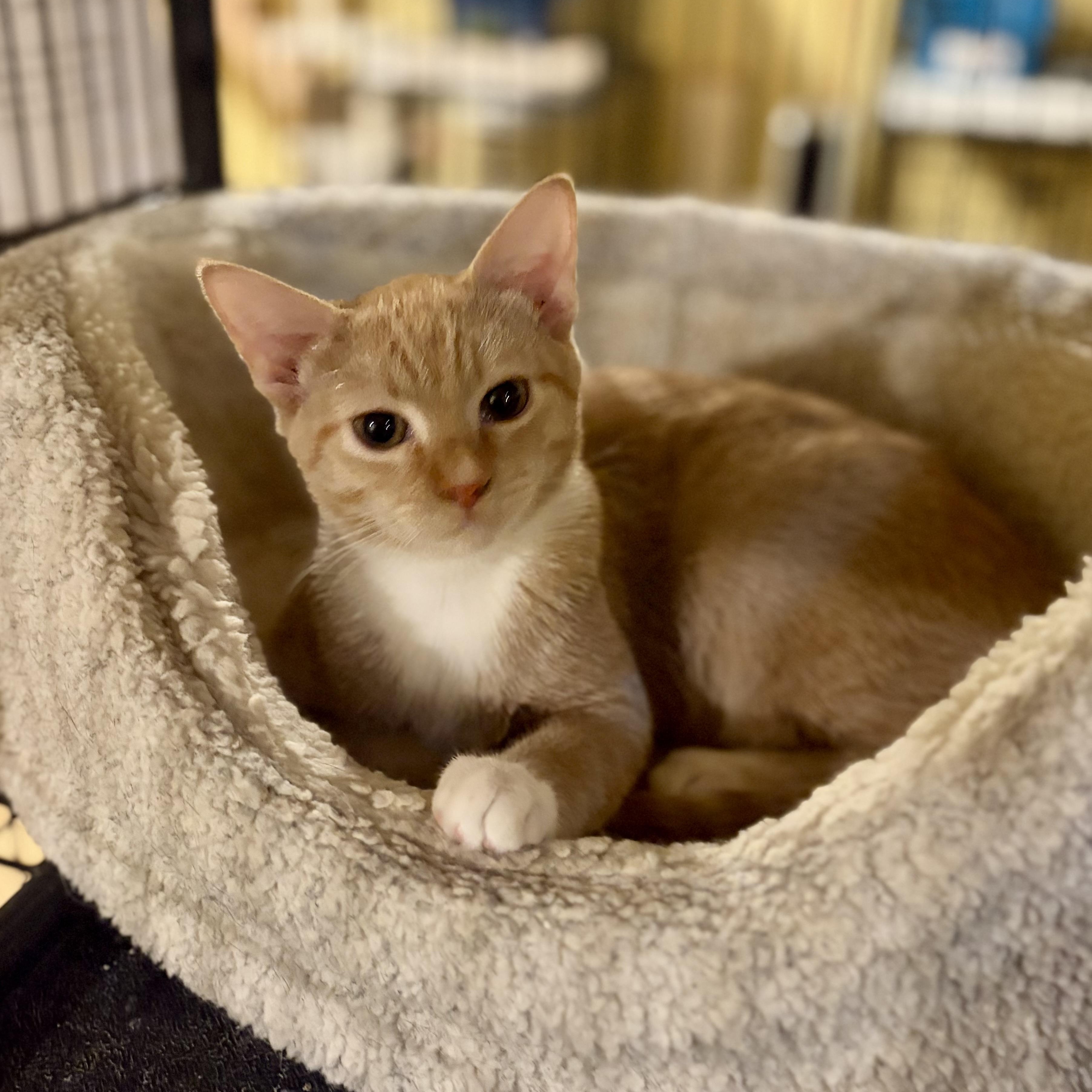 Enlarge Leo, a Adoptable Domestic Short Hair in Greensboro, NC image 5/5