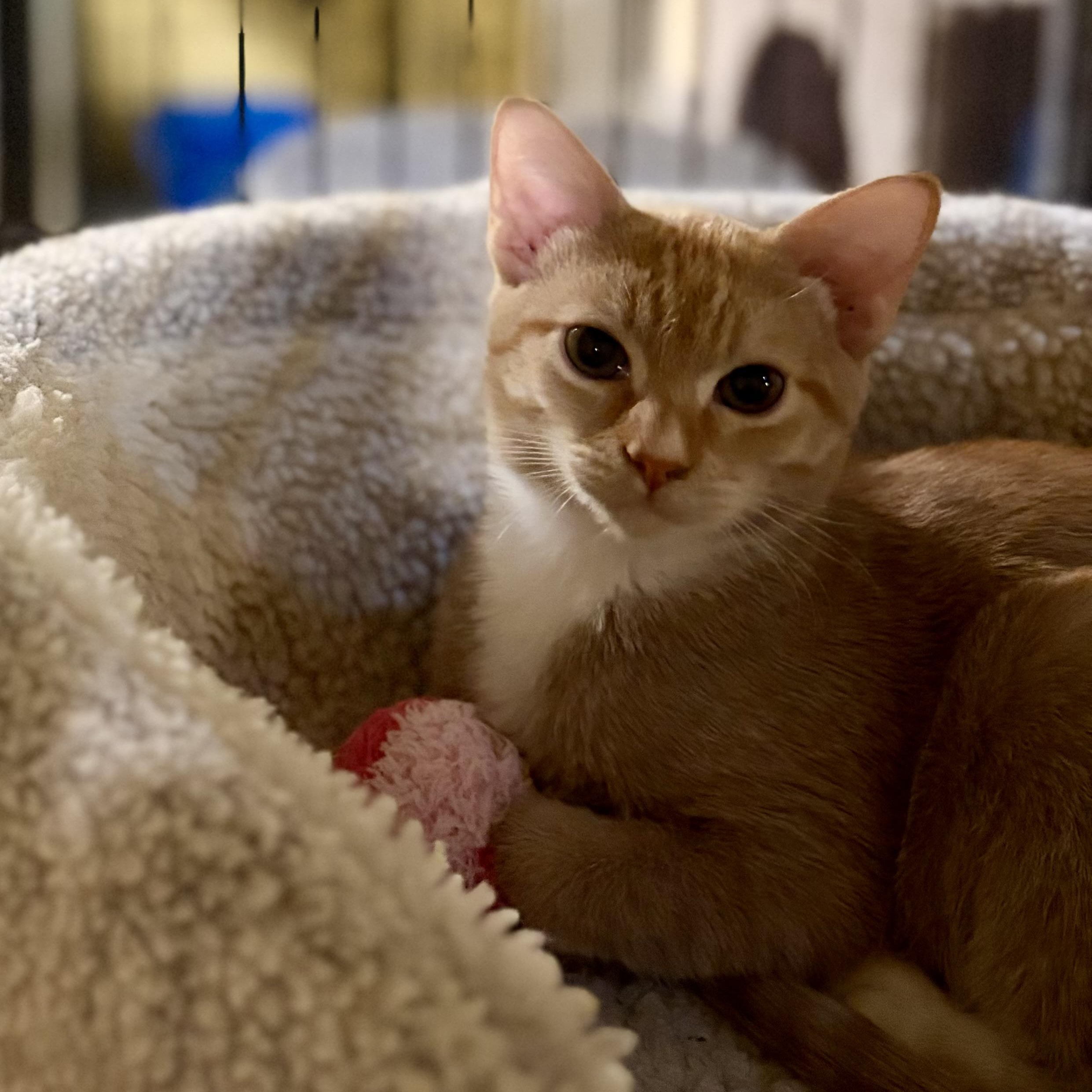 Enlarge Leo, a Adoptable Domestic Short Hair in Greensboro, NC image 4/5