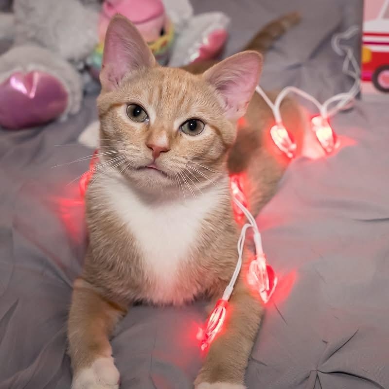 Enlarge Leo, a Adoptable Domestic Short Hair in Greensboro, NC image 1/5