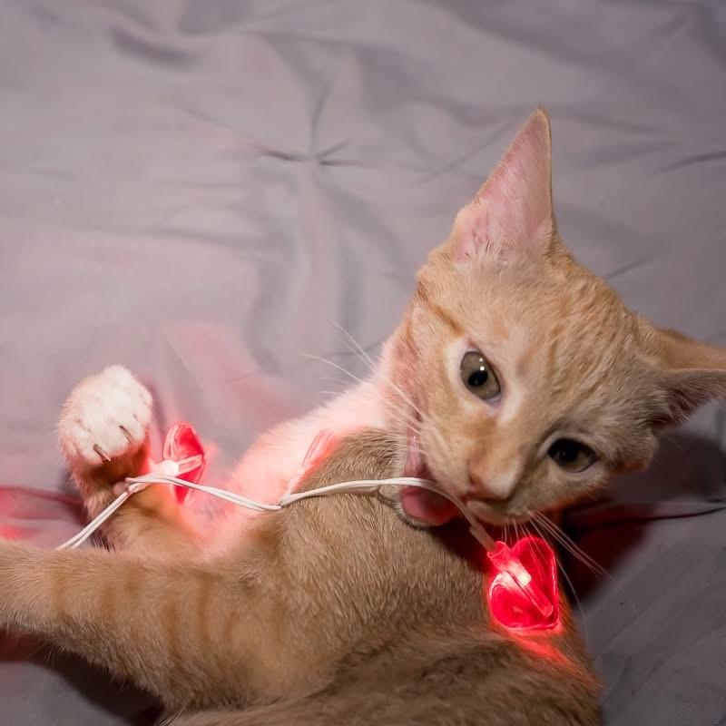 Enlarge Leo, a Adoptable Domestic Short Hair in Greensboro, NC image 2/5