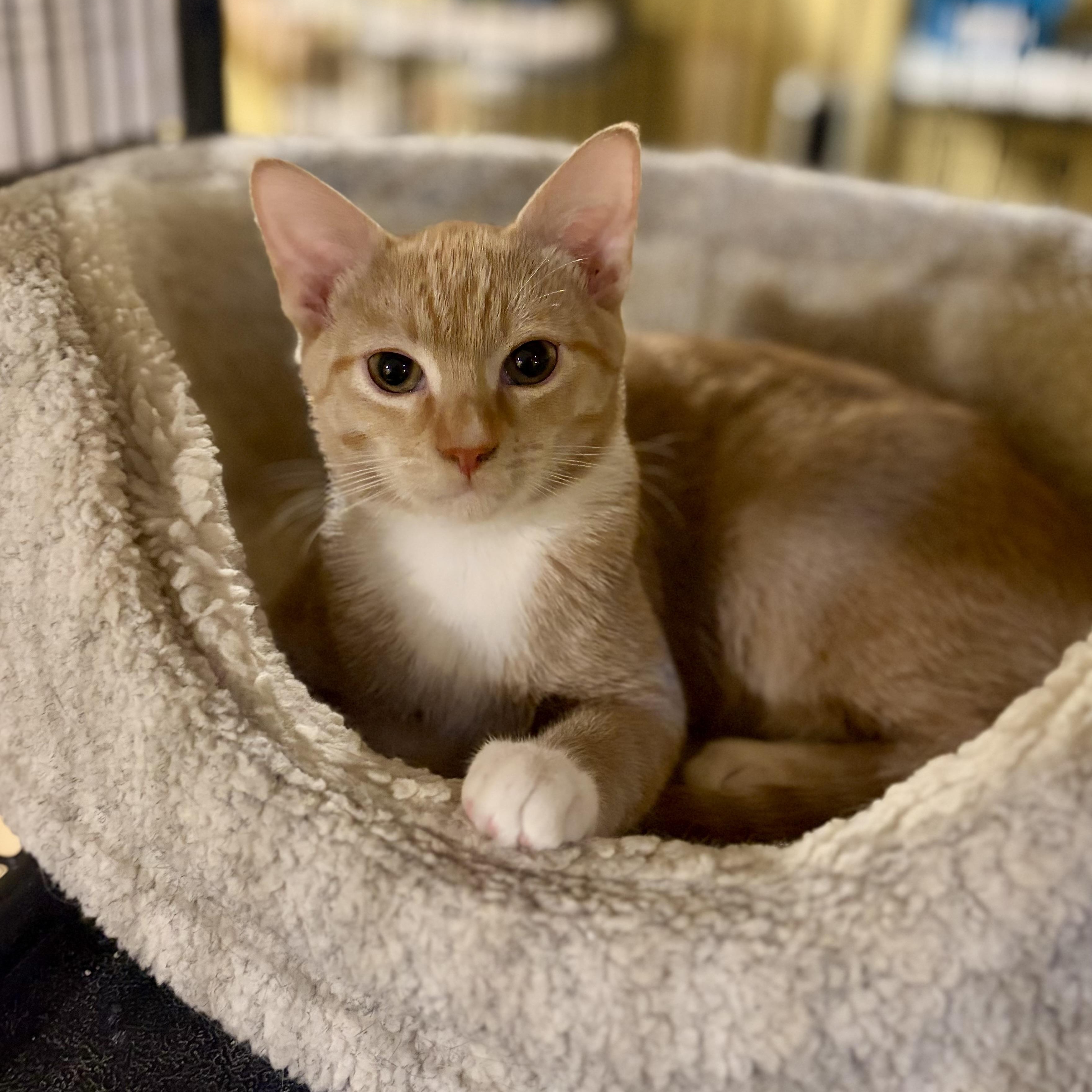 Enlarge Leo, a Adoptable Domestic Short Hair in Greensboro, NC image 3/5
