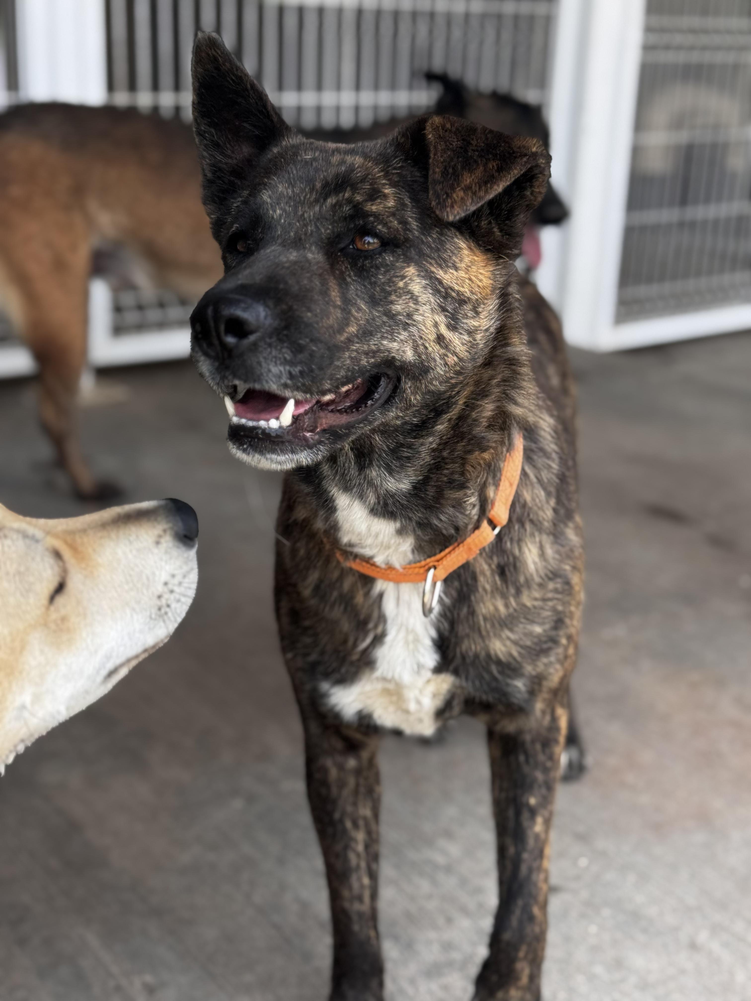 Enlarge Buba, a ADOPTABLE mixed breed in Manvel, TX image 4/6