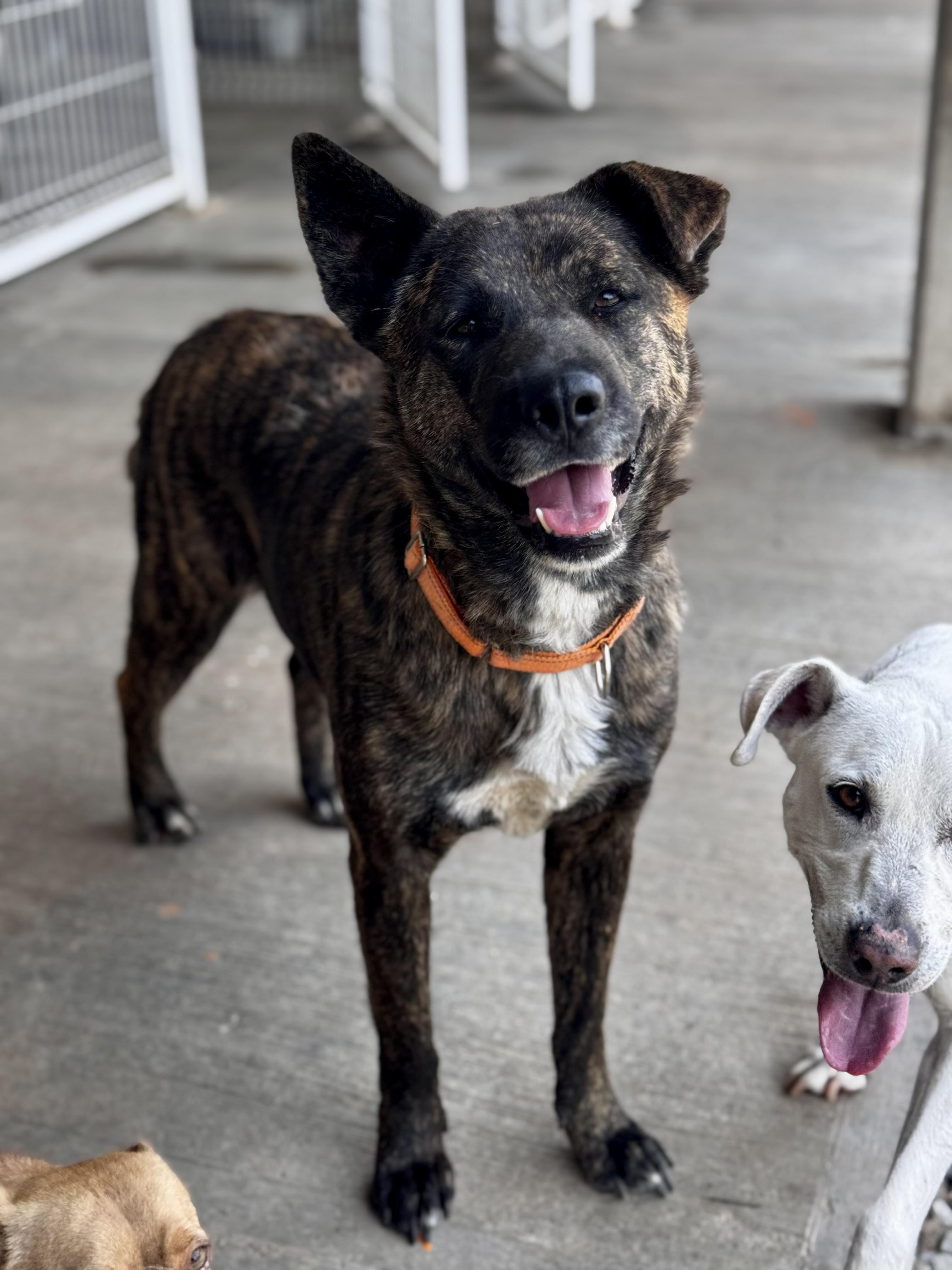 Enlarge Buba, a ADOPTABLE mixed breed in Manvel, TX image 5/6