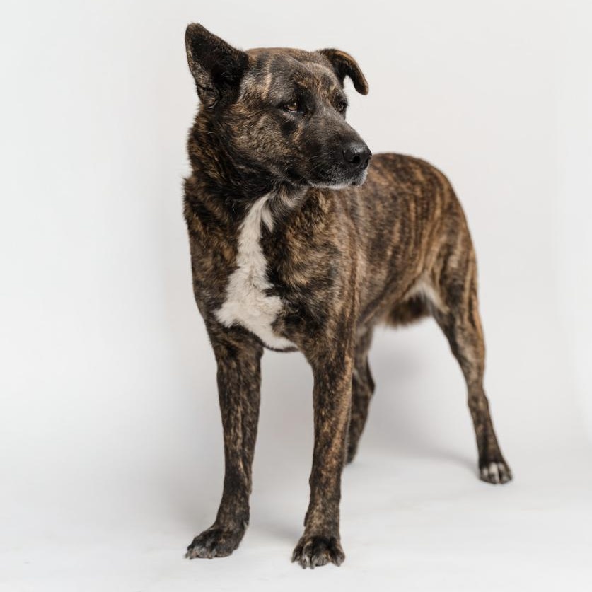 Buba, ADOPTABLE, Young Female Dutch Shepherd.