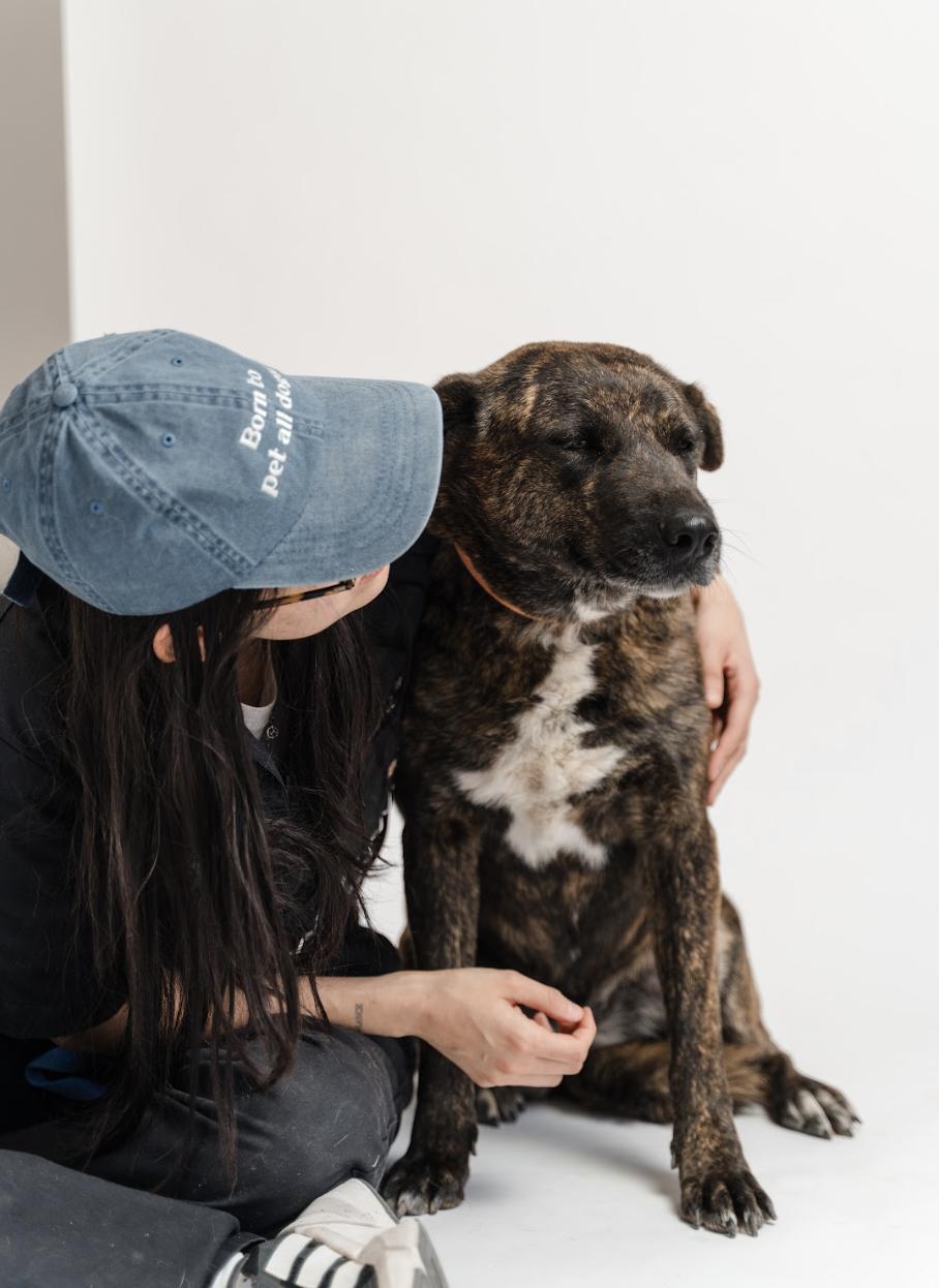 Enlarge Buba, a ADOPTABLE mixed breed in Manvel, TX image 2/6