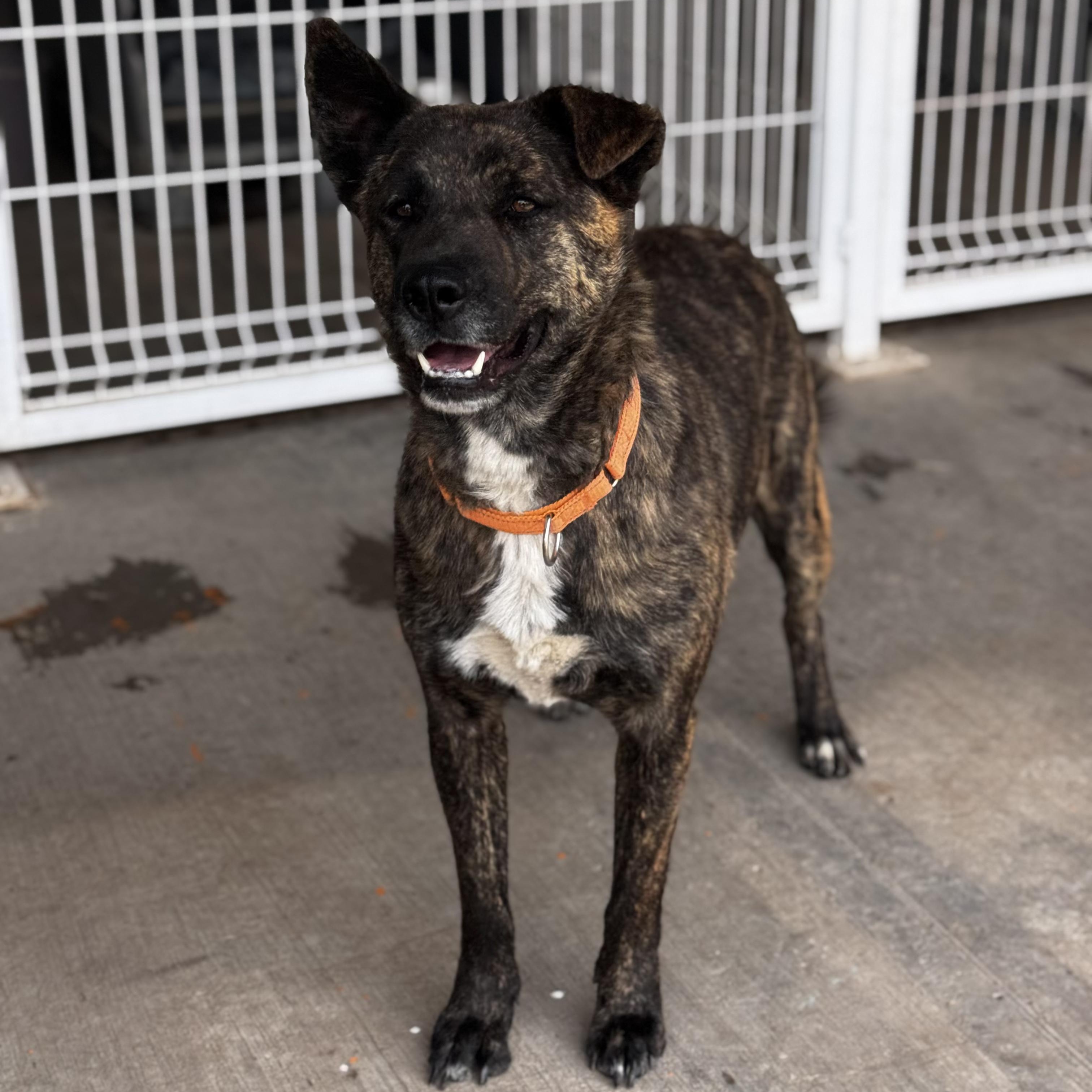 Enlarge Buba, a ADOPTABLE mixed breed in Manvel, TX image 6/6