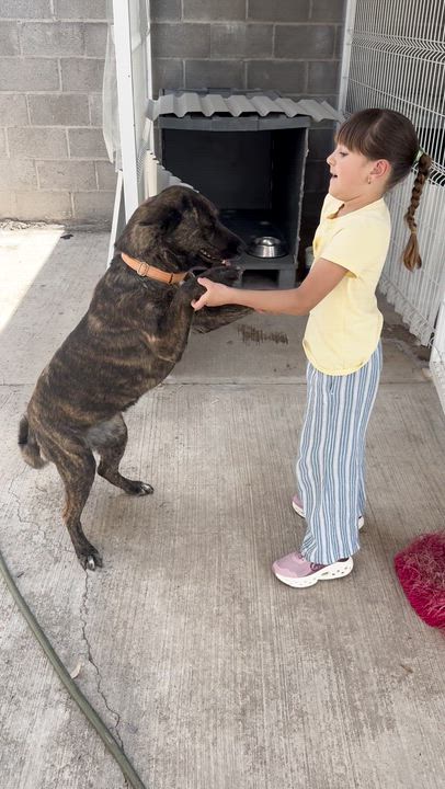 Enlarge Buba, a ADOPTABLE mixed breed in Manvel, TX video 3/6