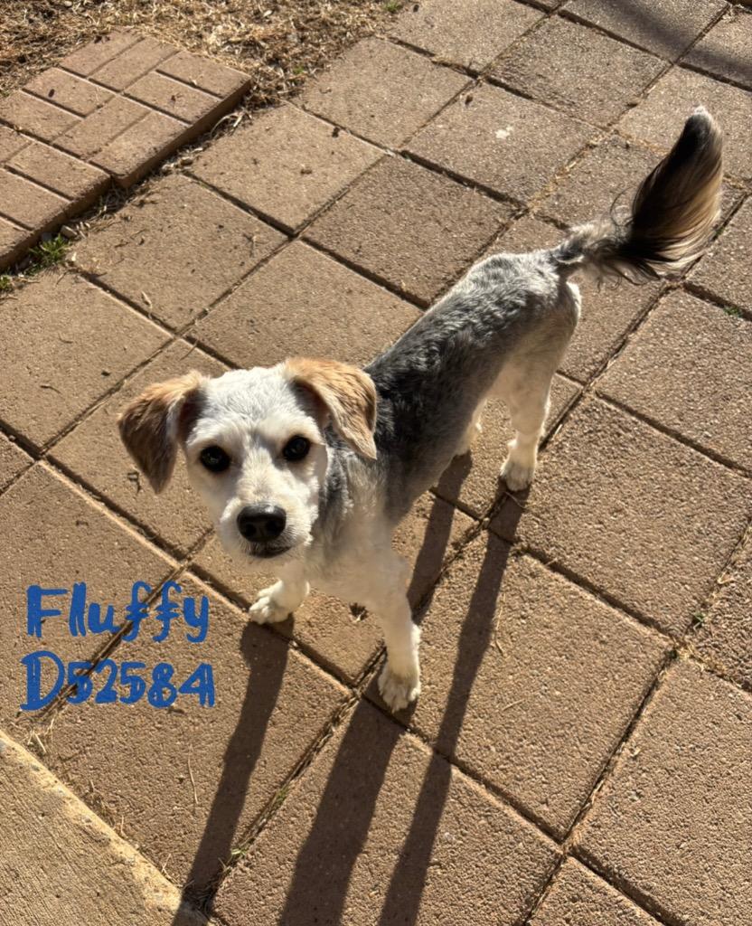 Enlarge Fluffy, a Adoptable mixed breed in Clarksville, TN image 1/4