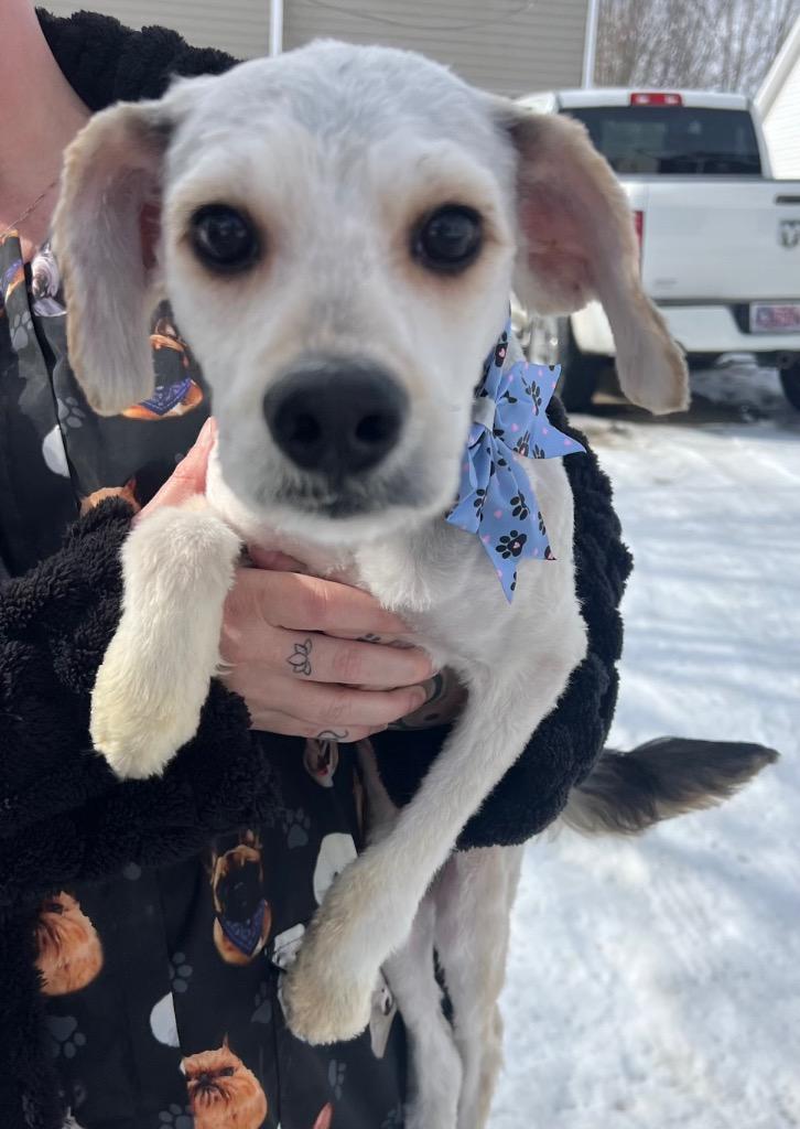 Enlarge Fluffy, a Adoptable mixed breed in Clarksville, TN image 2/4