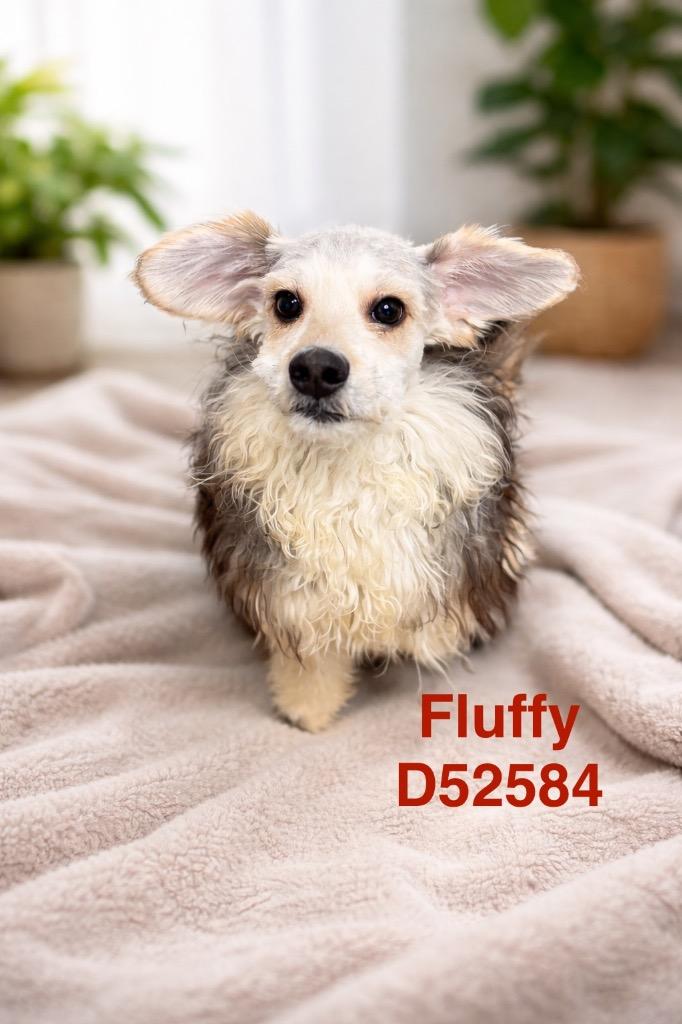 Enlarge Fluffy, a Adoptable mixed breed in Clarksville, TN image 3/4